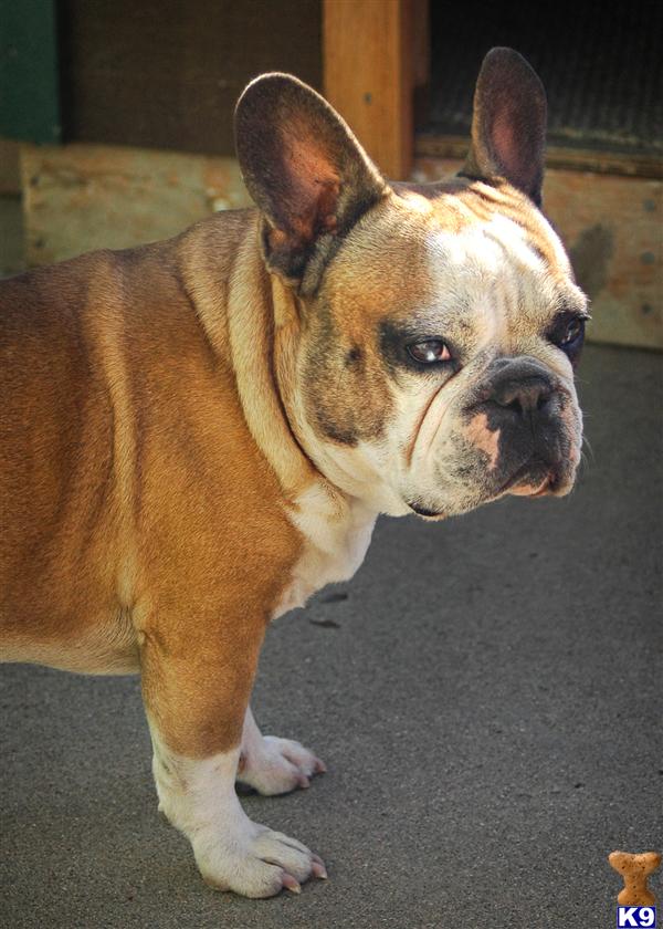 French Bulldog Puppies